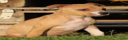 Pitbull cani in vendita: Cuccioli Pit Bull con Pedigree anche a rate  - Annuncio 12