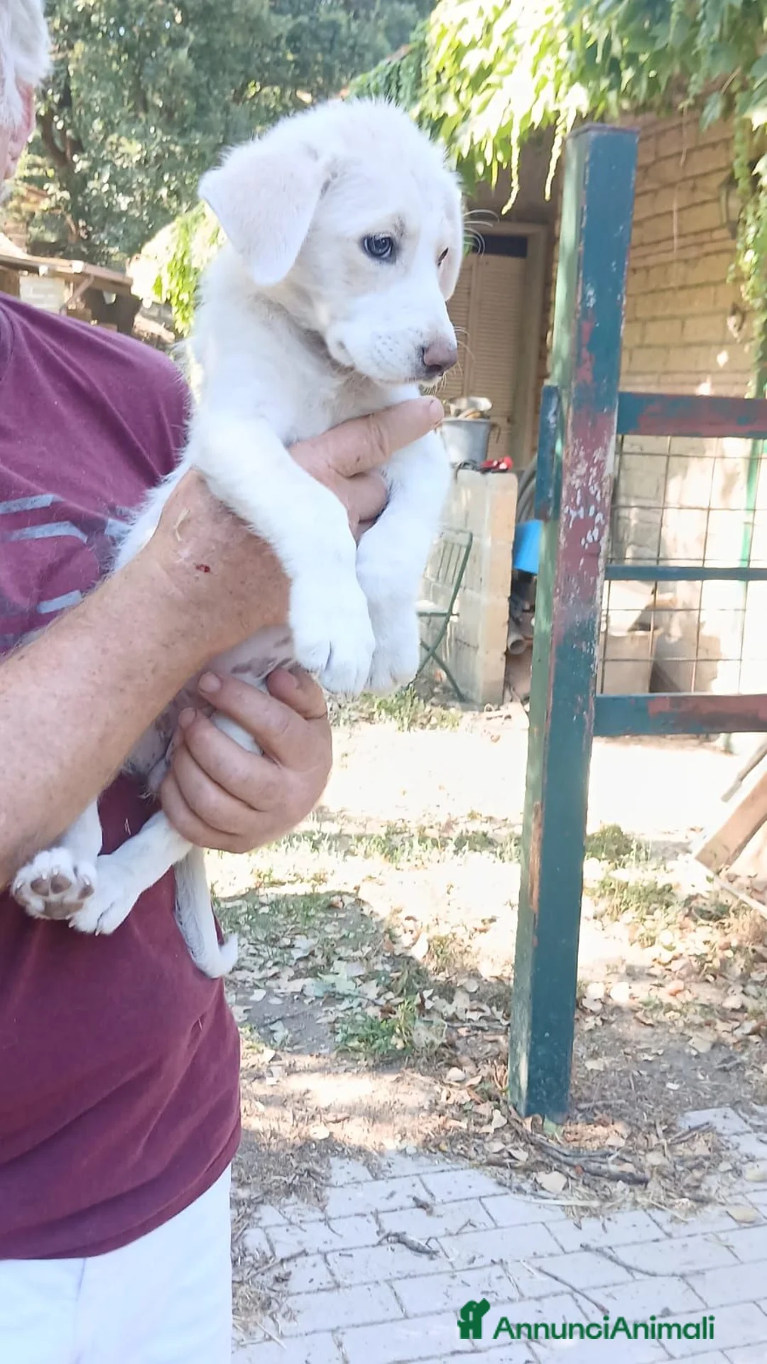 Meticcio cani in regalo: LA DOLCE BIMBA HA BISOGNO DI UNA CASA PER LA VITA - Annuncio 3
