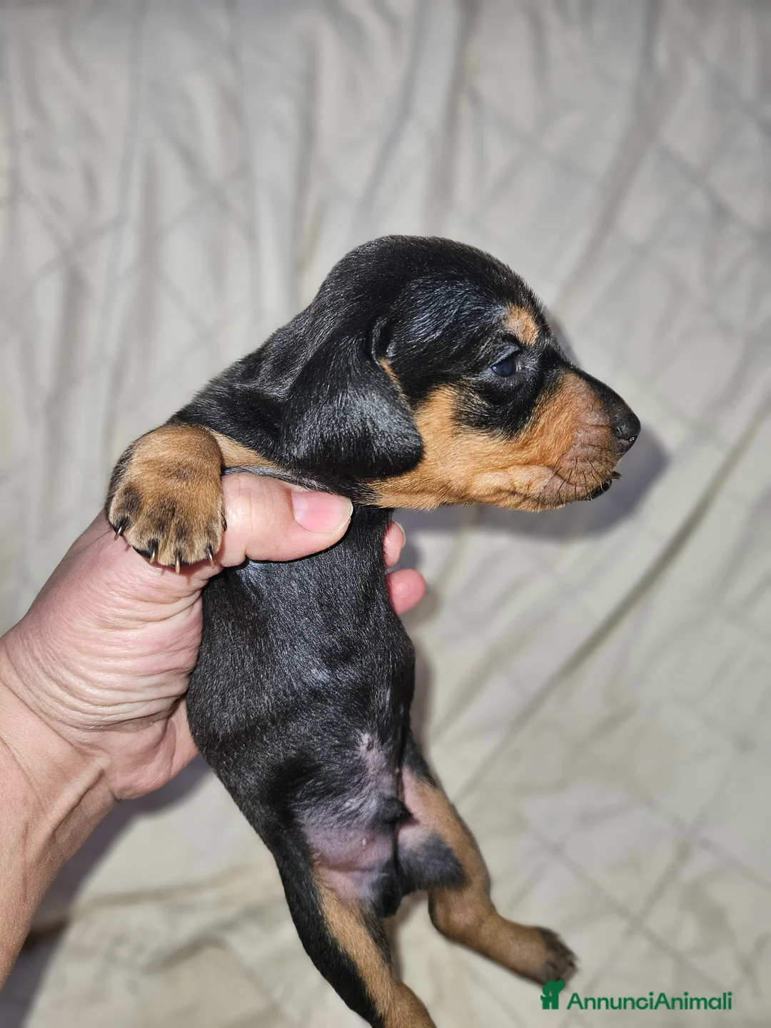 Bassotto cani in vendita: Bassotto kaninchen nero focato  a Città metropolitana di Milano - Annuncio 13