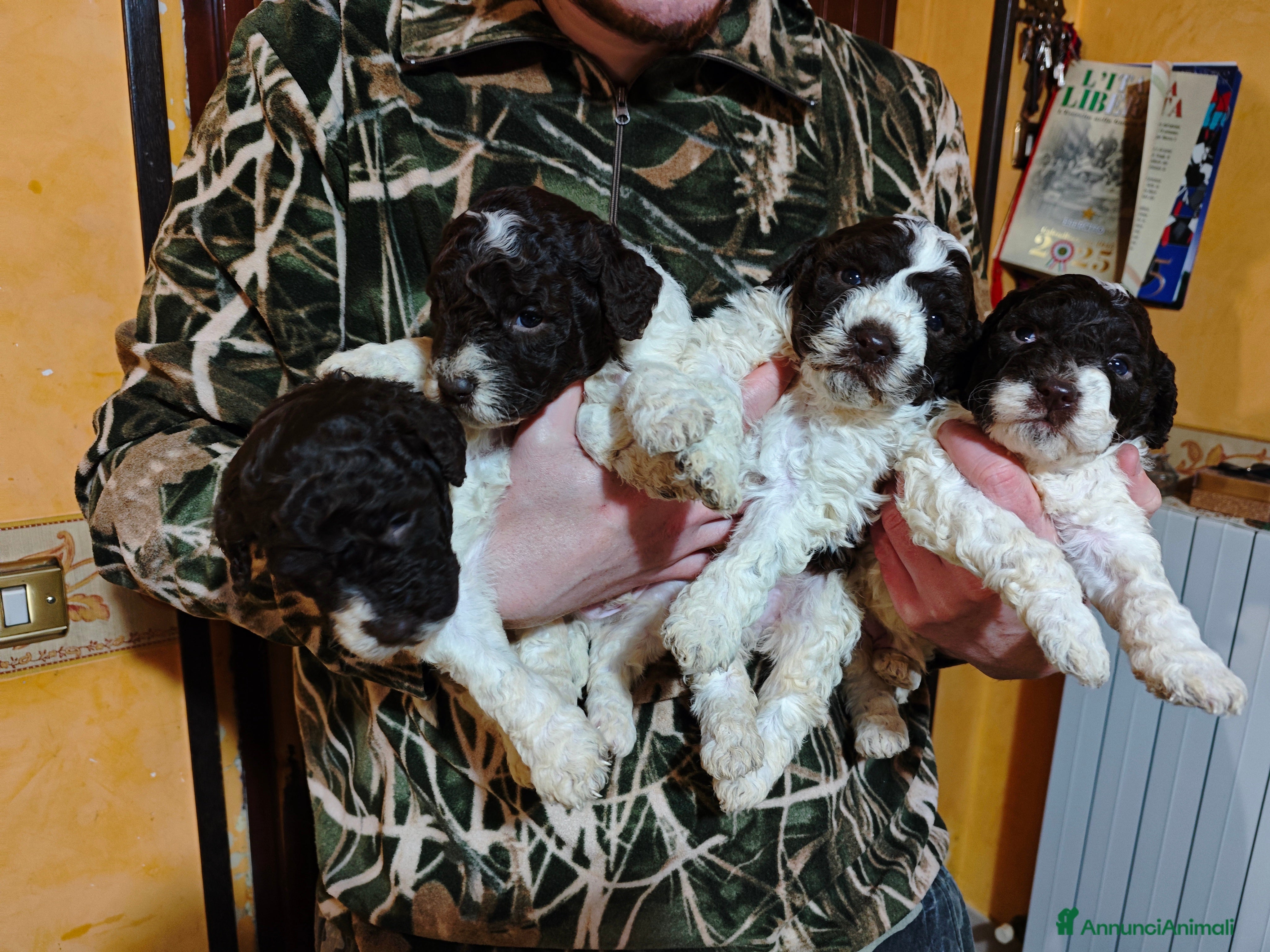 Lagotto cani Cuccioli di Lagotto Romagnolo - Annuncio 2