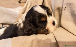 Cavalier King cani in vendita: CAVALIER KING CHARLES TR MASCHIO PEDIGREE ENCI a Città metropolitana di Roma Capitale - Immagine 2