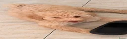 Barboncino cani in vendita: Barboncini  - Annuncio 5