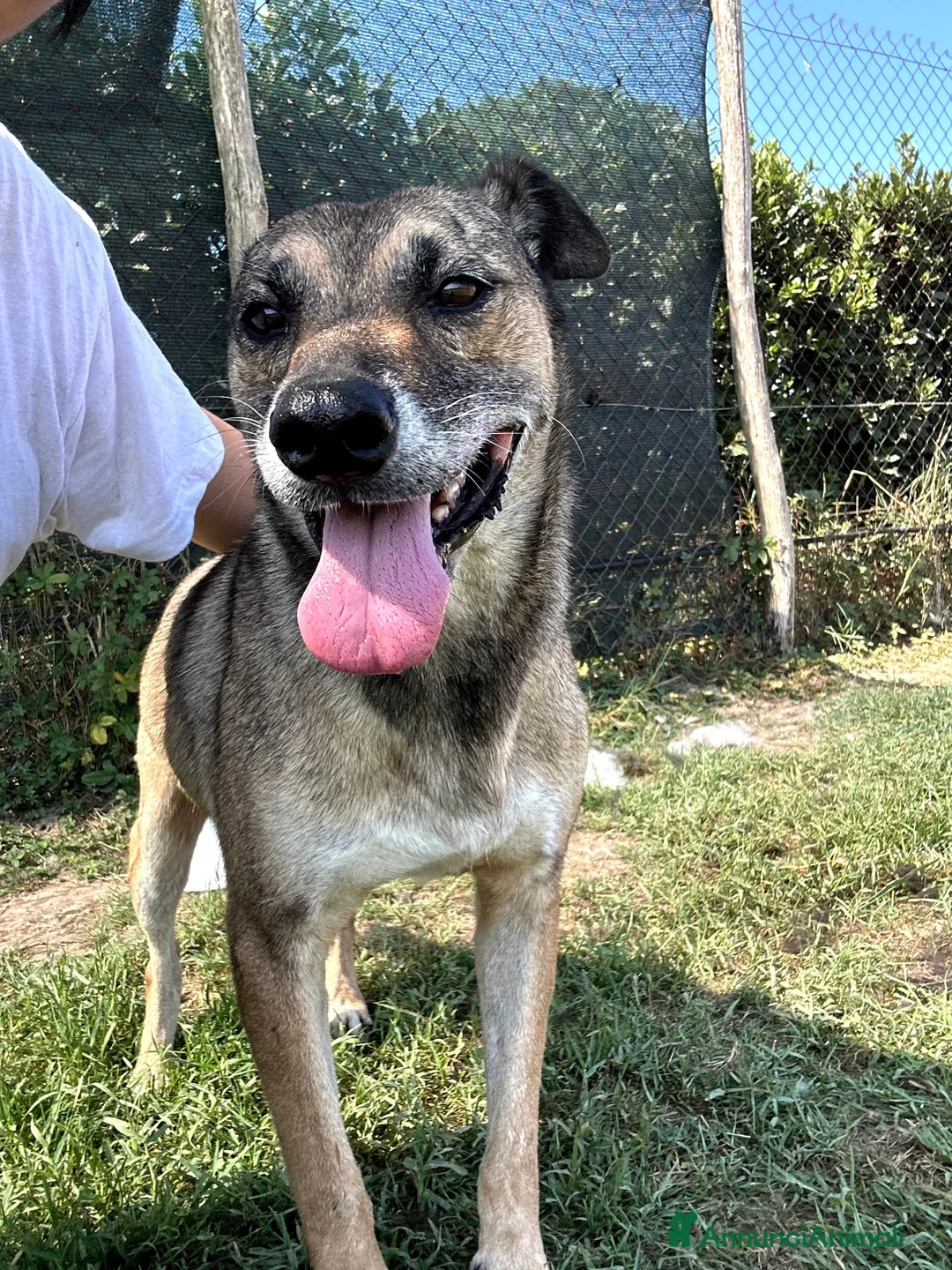 Meticcio cani in regalo: FRANZ, regaliamogli un futuro - Annuncio 6