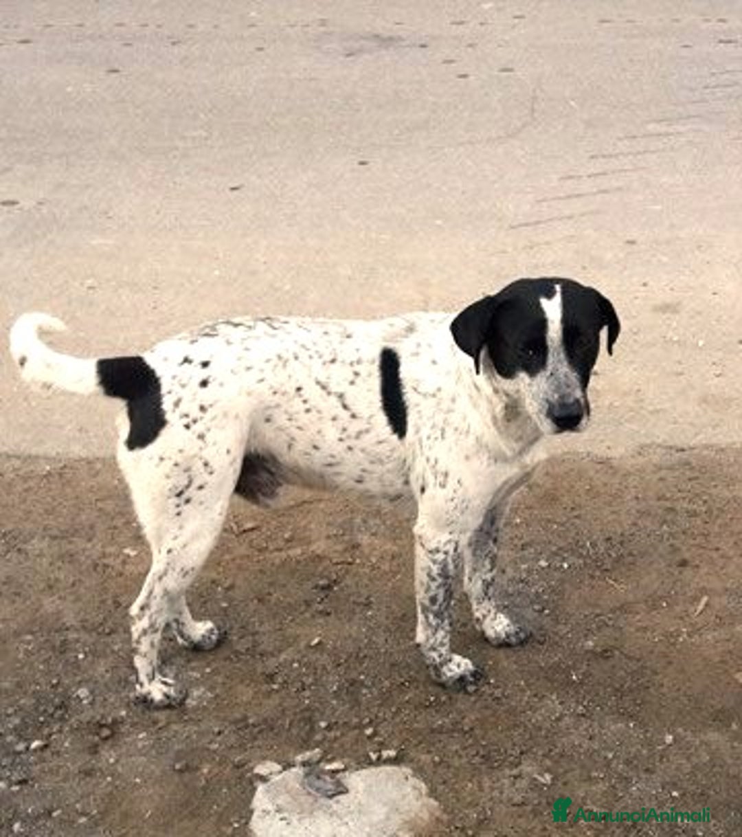 Meticcio cani in regalo: dolce tito in regalo a Città metropolitana di Catania - Annuncio 4