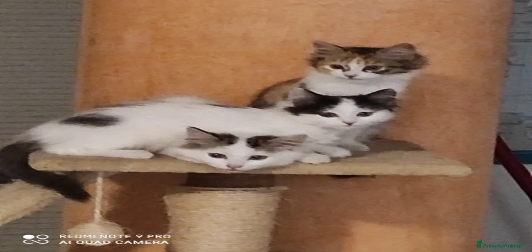 Immagine della galleria {{count}}