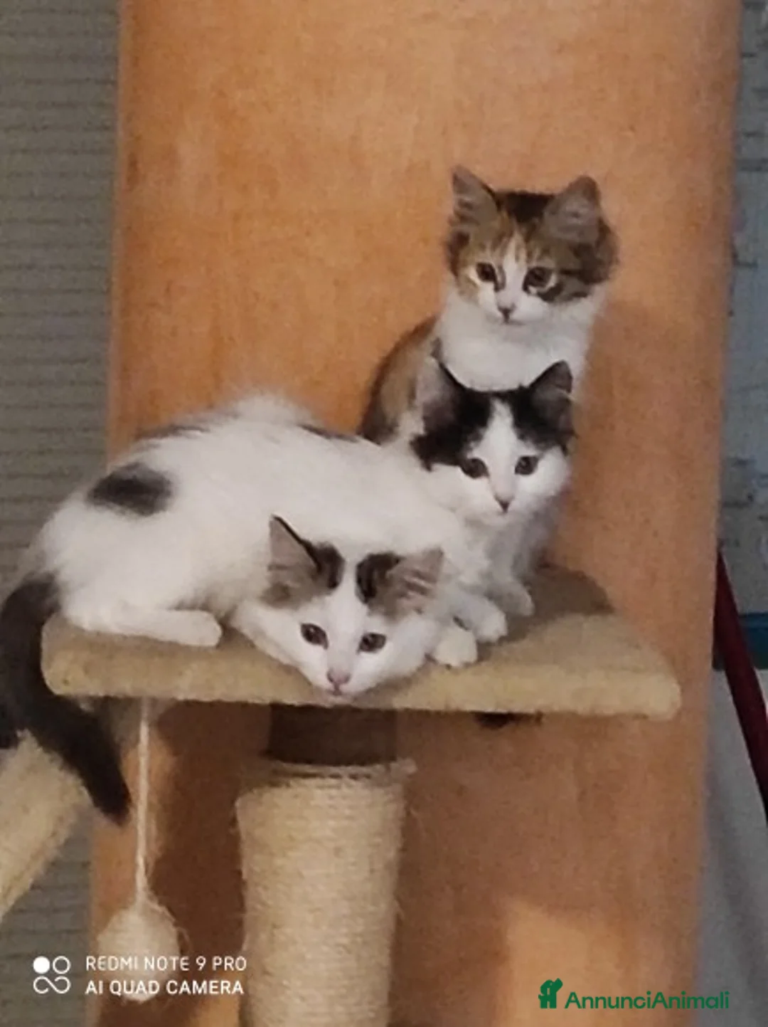 Immagine della galleria {{count}}