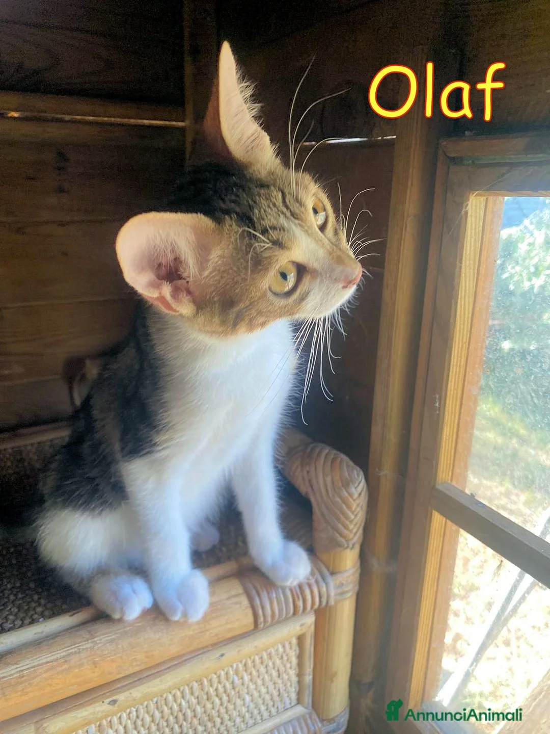 Europeo gatti in regalo: Holly, Oreste e Olaf dolcissimi gattini - Annuncio 2