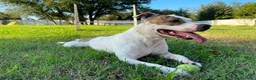 Meticcio cani in regalo: BELLA CERCA CASA - Annuncio 3