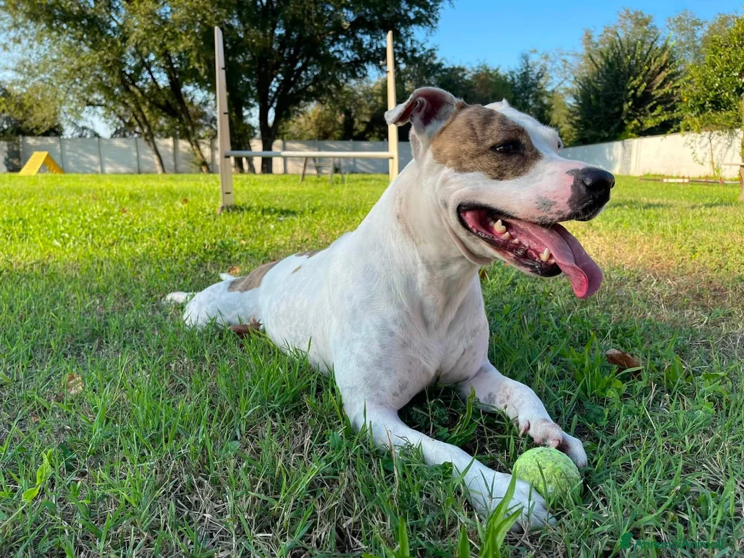 Meticcio cani in regalo: BELLA CERCA CASA - Annuncio 3