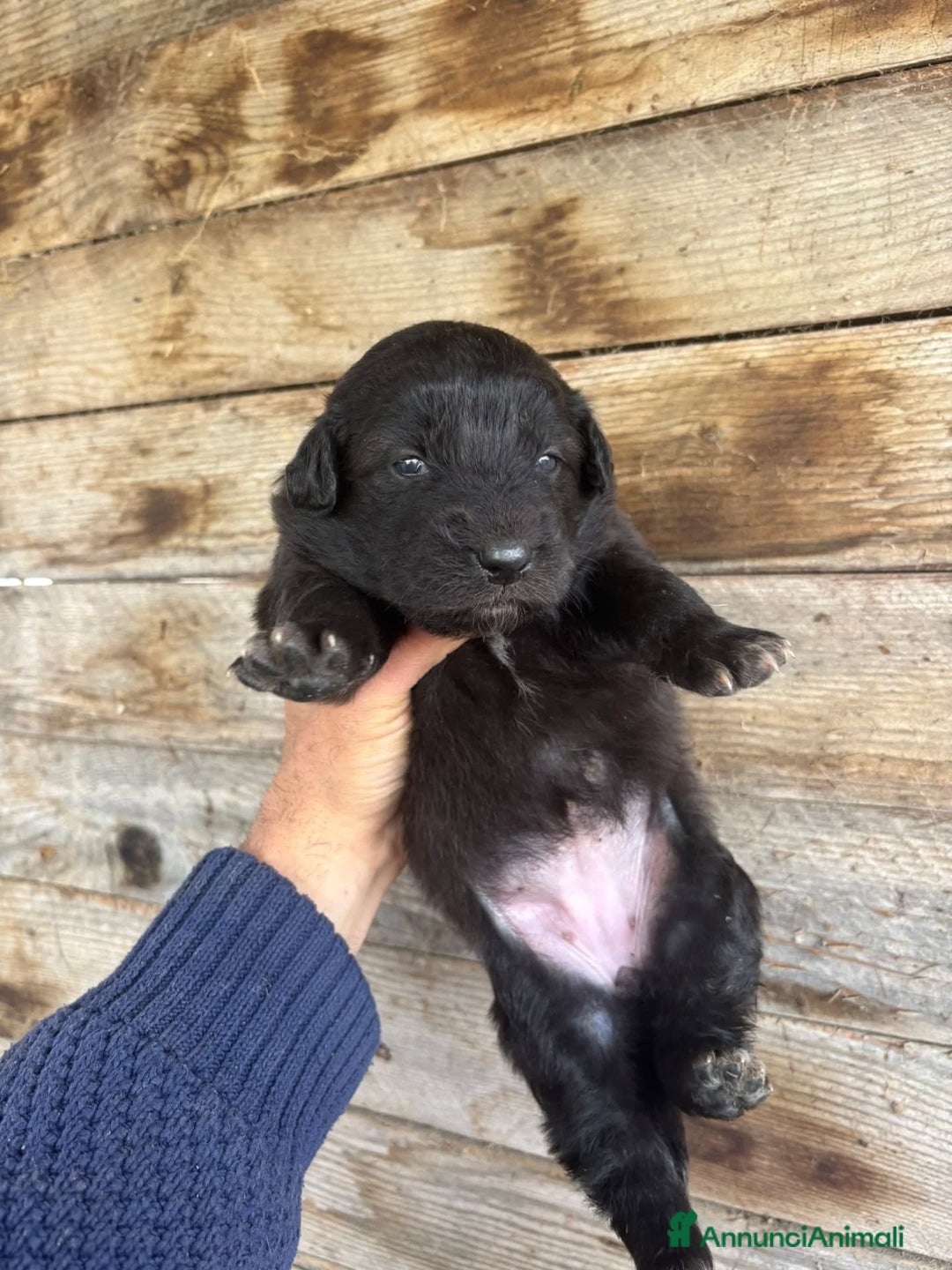 Meticcio cani in regalo: KELLY dolce cucciola futura taglia media adozione - Annuncio 3