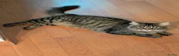 Europeo gatti in regalo: Gattina femmina 2 mesi pelo lungo - Annuncio 2