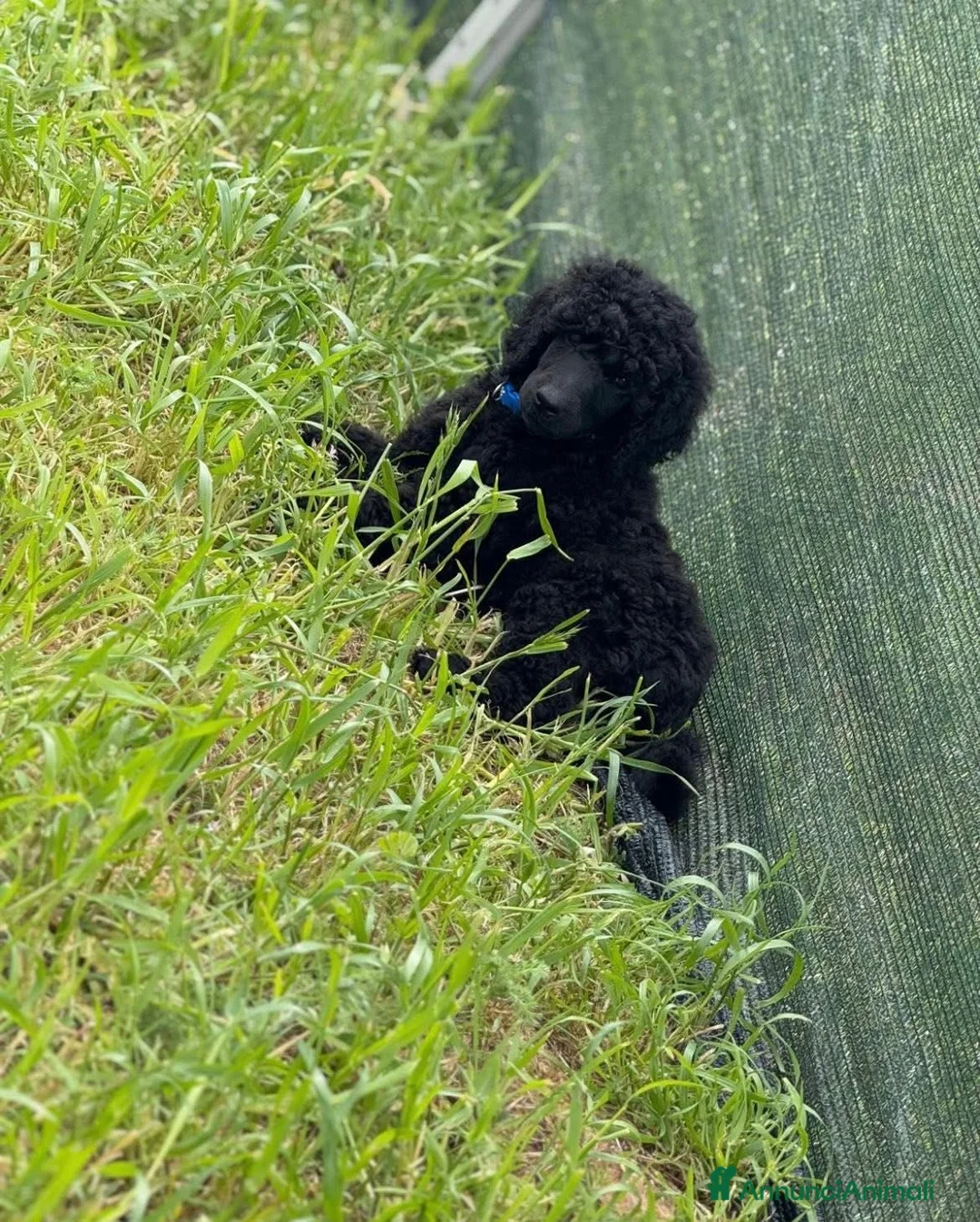 Barbone cani in vendita: Cuccioli di barbone grande mole alta genealogia a Città Metropolitana di Bari - Annuncio 8
