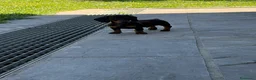 Bassotto Nano cani in vendita: Bassotto a Provincia di Avellino - Annuncio 3