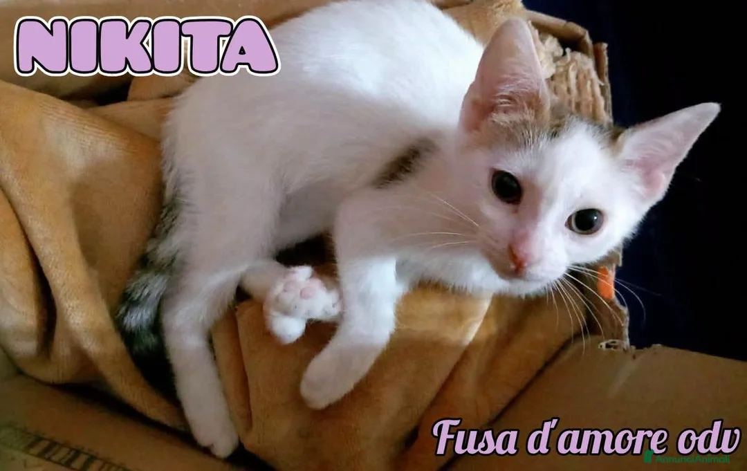 Europeo gatti in regalo: NIKITA, dolce gattina in adozione  - Annuncio 6