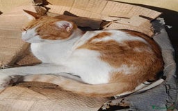 Europeo gatti in regalo: dolce pepe in regalo a Città metropolitana di Catania - Immagine 2