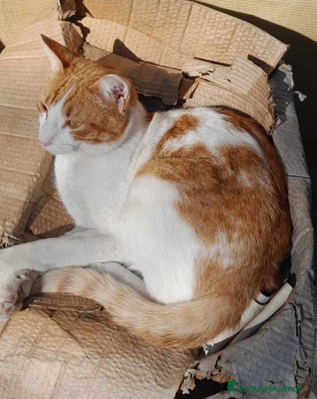 Europeo gatti in regalo: dolce pepe in regalo a Città metropolitana di Catania - Immagine 2