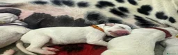 Dalmata cani in vendita: Dalmata  - Annuncio 2