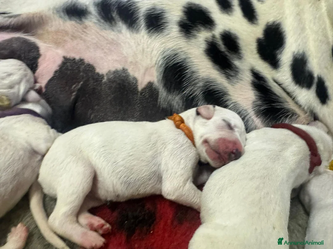 Dalmata cani in vendita: Dalmata  - Annuncio 2