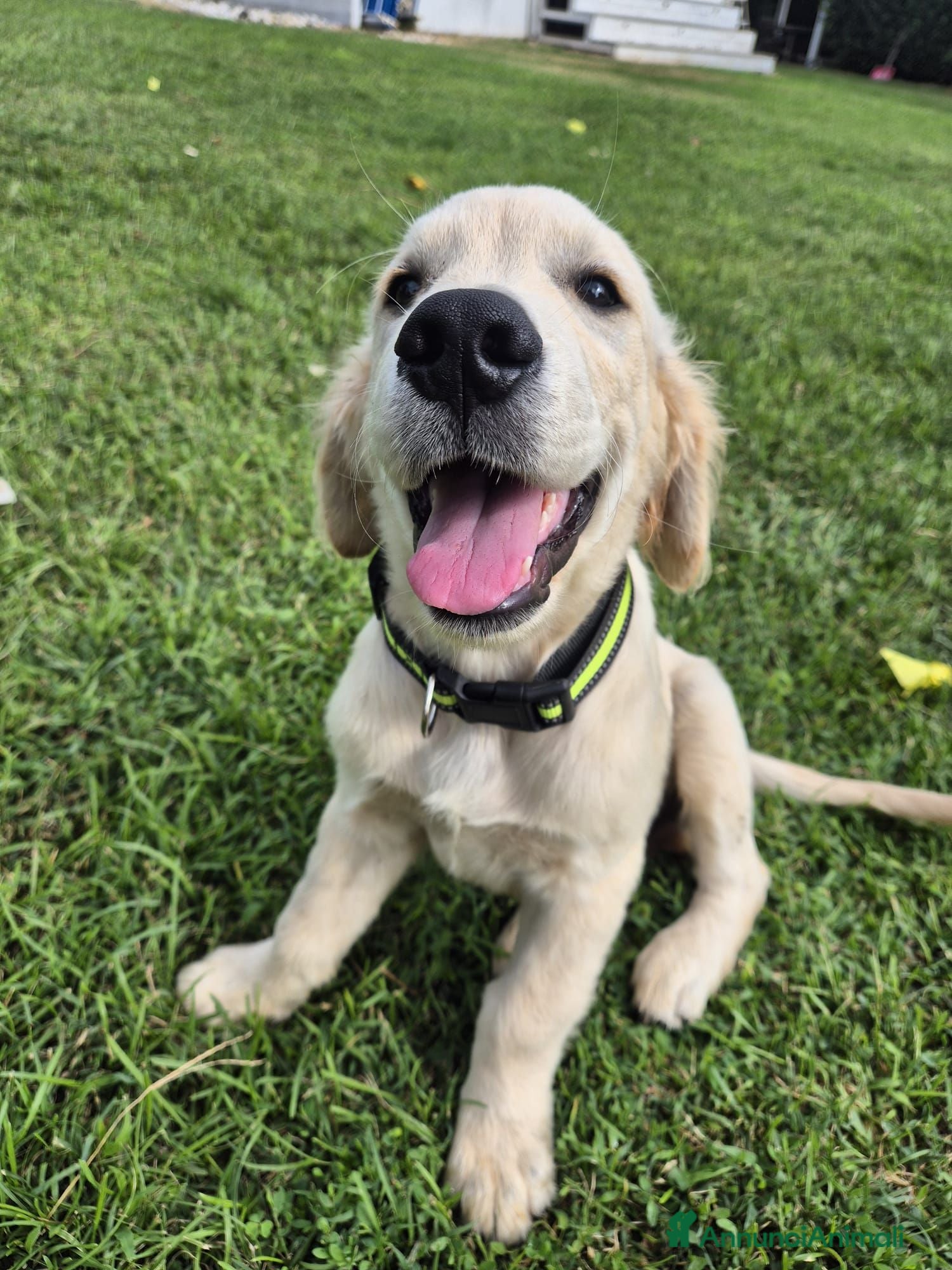 Golden Retriever cani Cucciolo di Golden Retriever - Annuncio 2