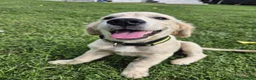 Golden Retriever cani in vendita: Cucciolo di Golden Retriever - Annuncio 1