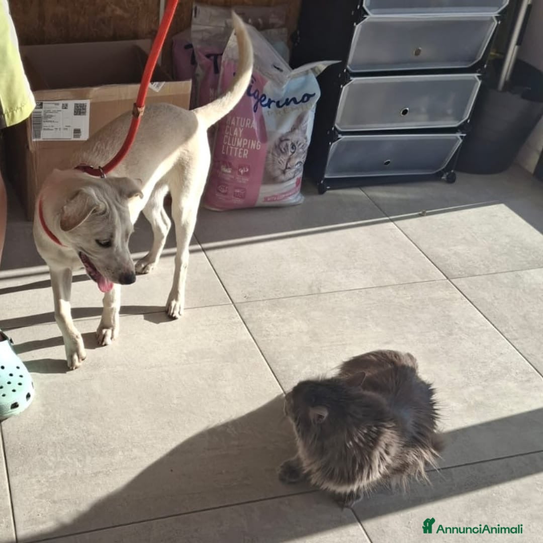 Meticcio cani in regalo: JULY 🩷 - cucciola cerca riscatto e tanto amore ❣️ - Annuncio 2