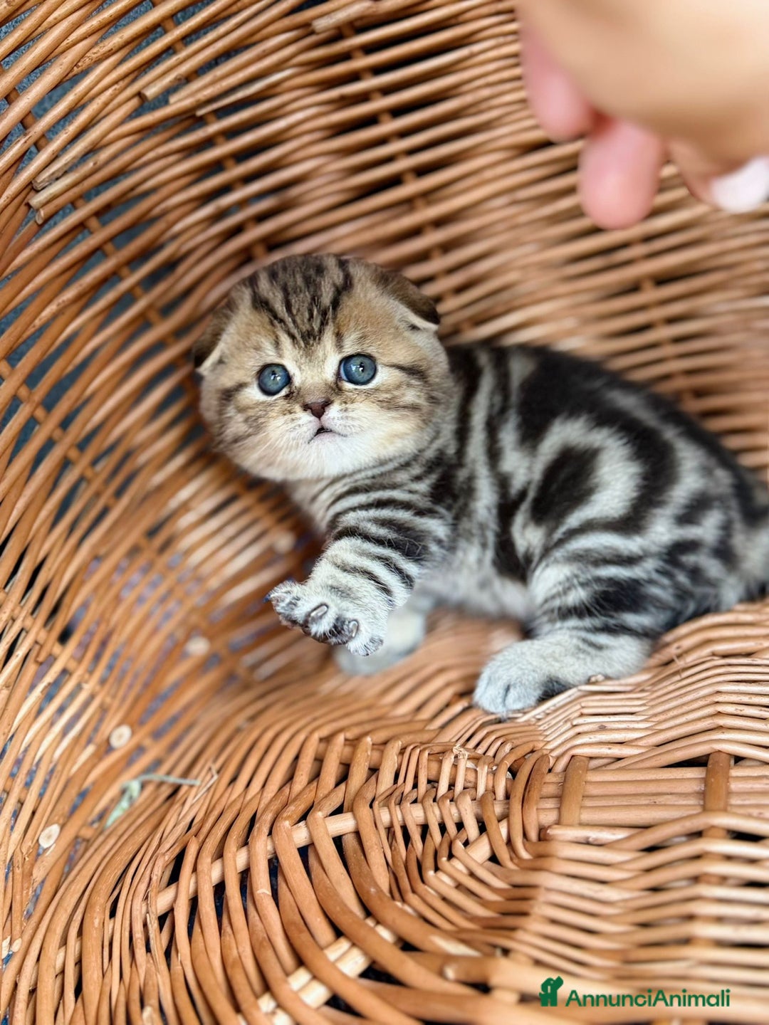 Scottish gatti in vendita: Scottish Fold e Straight  - Annuncio 3