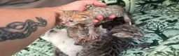 Meticcio gatti in vendita: Gattini Millefiori mix Bengal  - Annuncio 18