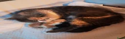 Persiano gatti in vendita: GATTINI PERSIANI - Annuncio 7
