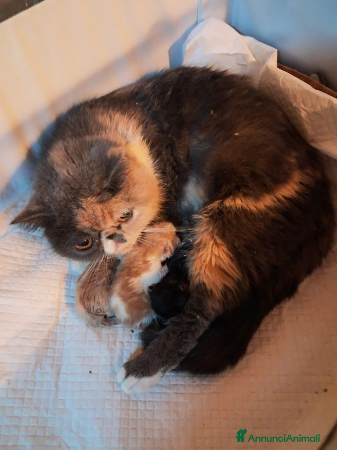 Persiano gatti in vendita: GATTINI PERSIANI - Annuncio 7