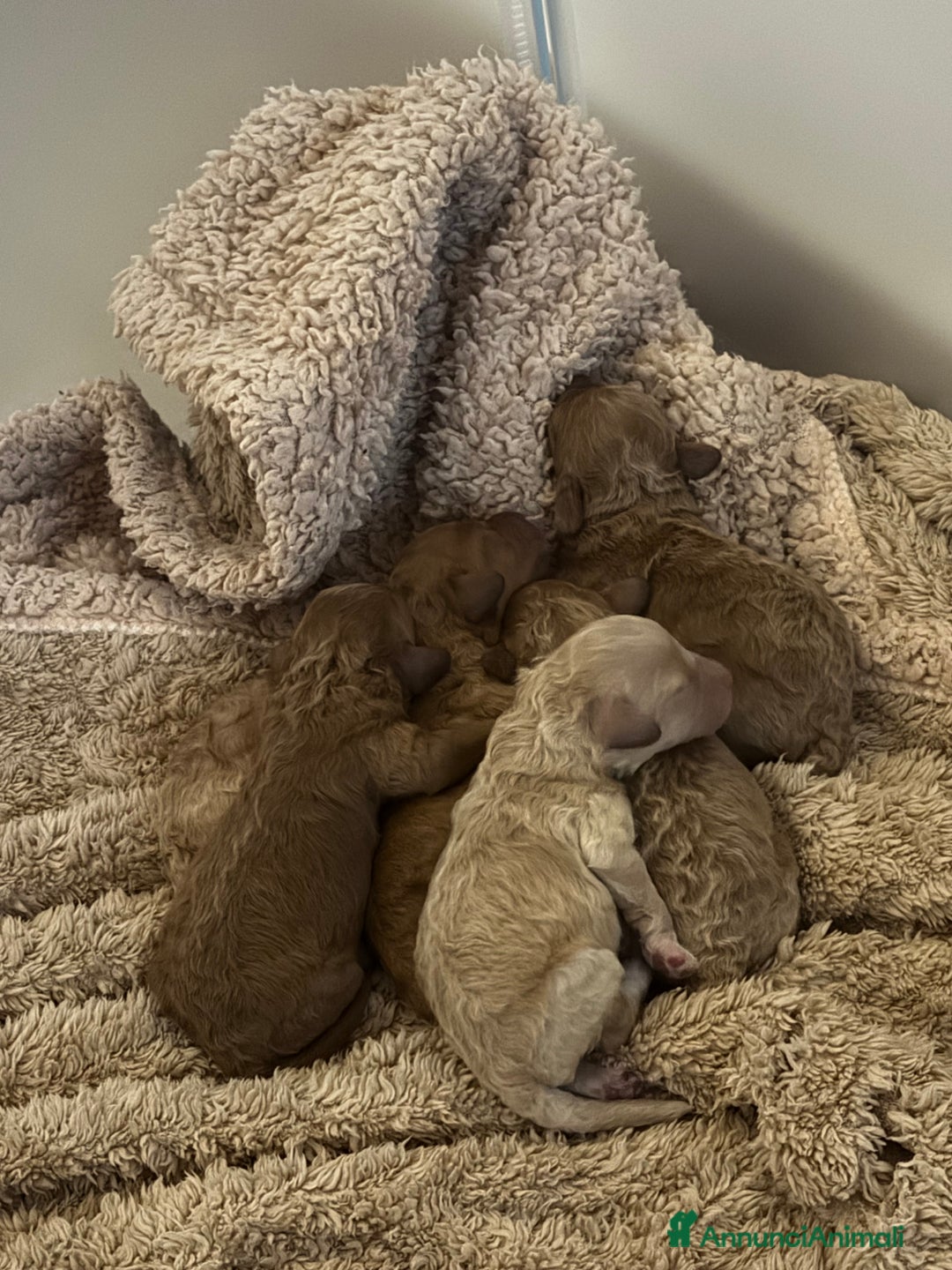 Barboncino cani in vendita: Cucciolata barboncini nani - Annuncio 4