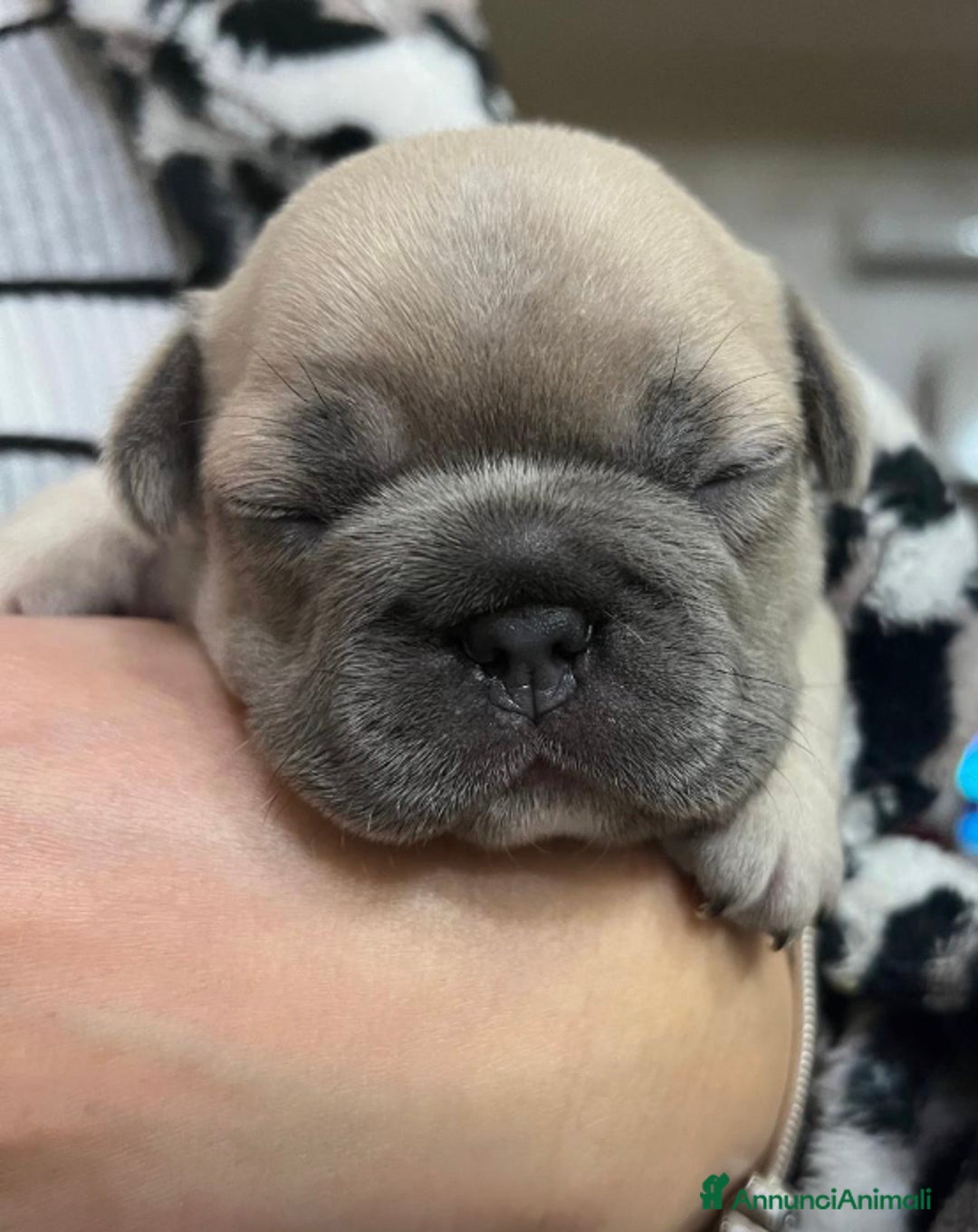 Bulldog Francese cani in vendita: Bulldog Francese cuccioli - Annuncio 3