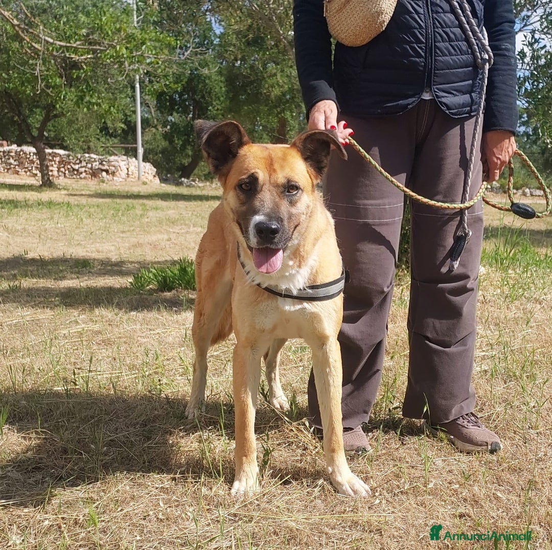 Meticcio cani in regalo: Pita, un gioiello in canile a Città Metropolitana di Bari - Annuncio 8