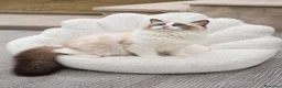 Ragdoll gatti in vendita: Cucciola Ragdoll con pedigree  - Annuncio 6