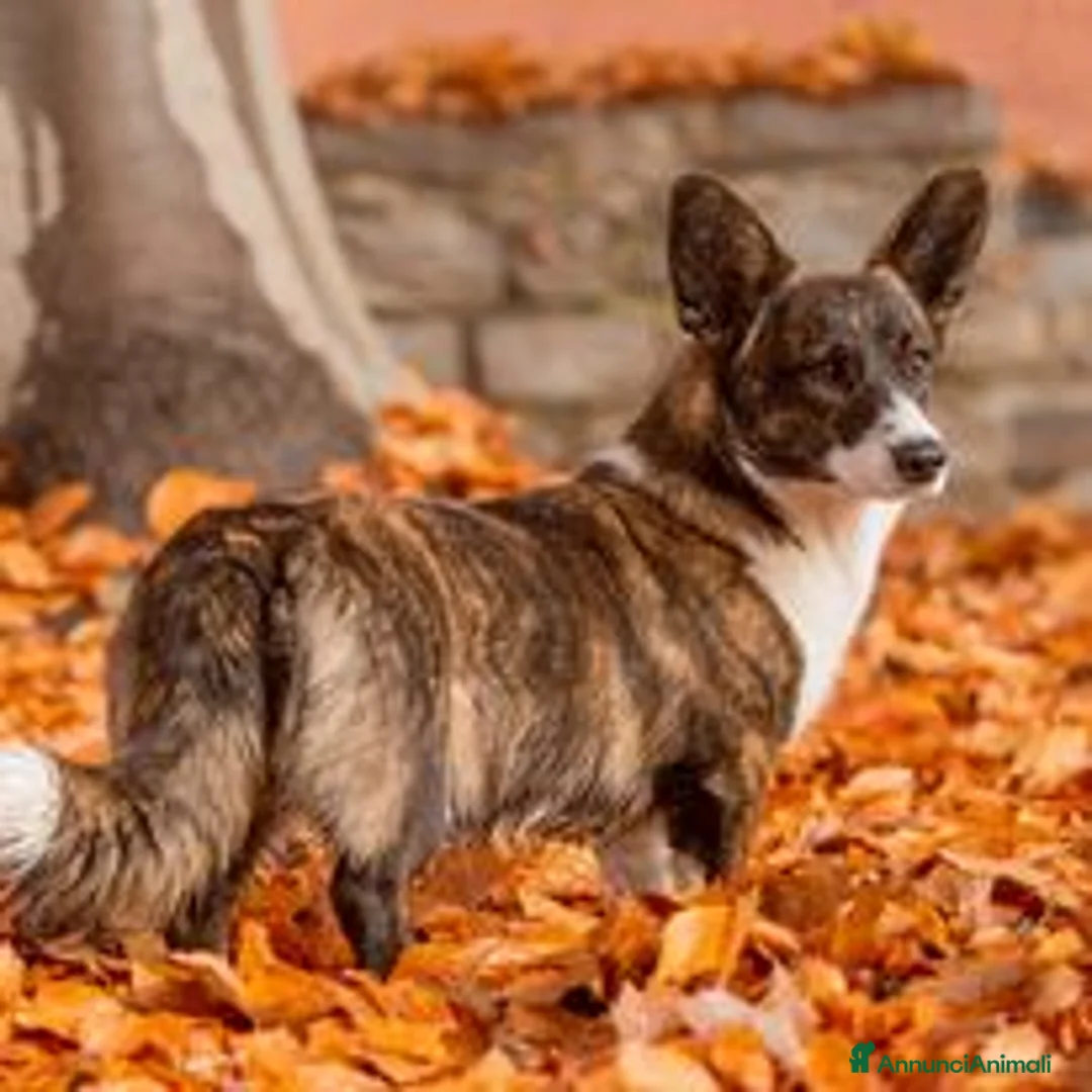 Immagine della galleria {{count}}