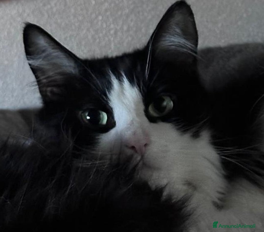 Europeo gatti in regalo: WEINE e UANA, dolci gatti in adozione! - Annuncio 5