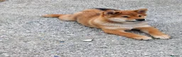 Shiba Inu cani in vendita: Cucciolo maschio disponibile pedigree  - Annuncio 4
