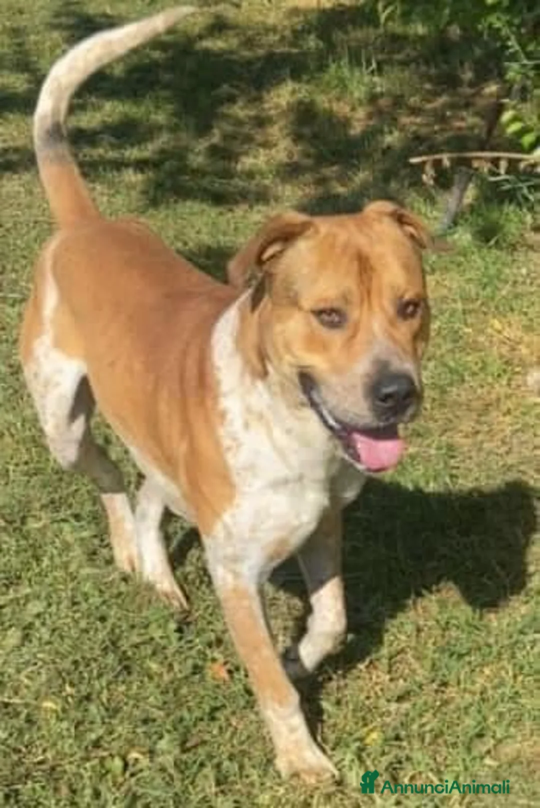 Meticcio cani in regalo: CASPER bravo ed equilibrato - Annuncio 2