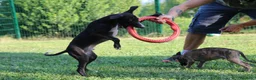 Whippet cani in vendita: Cucciolo maschio - Annuncio 4
