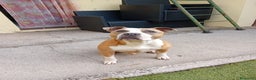 American Staffordshire cani in regalo: Amstaff 9 anni - Annuncio 2
