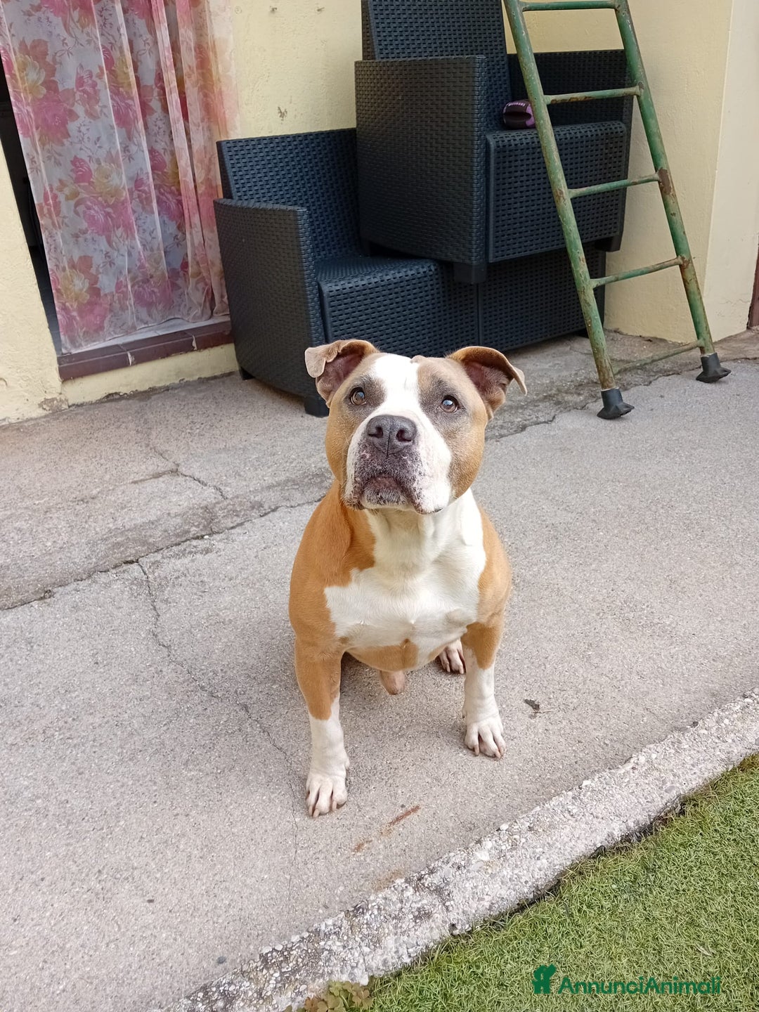 American Staffordshire cani in regalo: Amstaff 9 anni - Annuncio 2