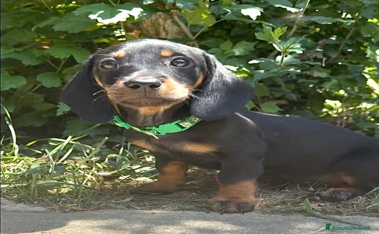 Bassotto cani a Città Metropolitana di Torino - Annuncio 8
