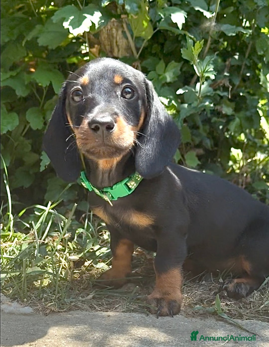 Bassotto cani in vendita: Cuccioli bassotto  a Città Metropolitana di Torino - Immagine 1