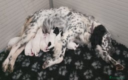 Setter Inglese cani in vendita: cuccioli in vendita - Immagine 5