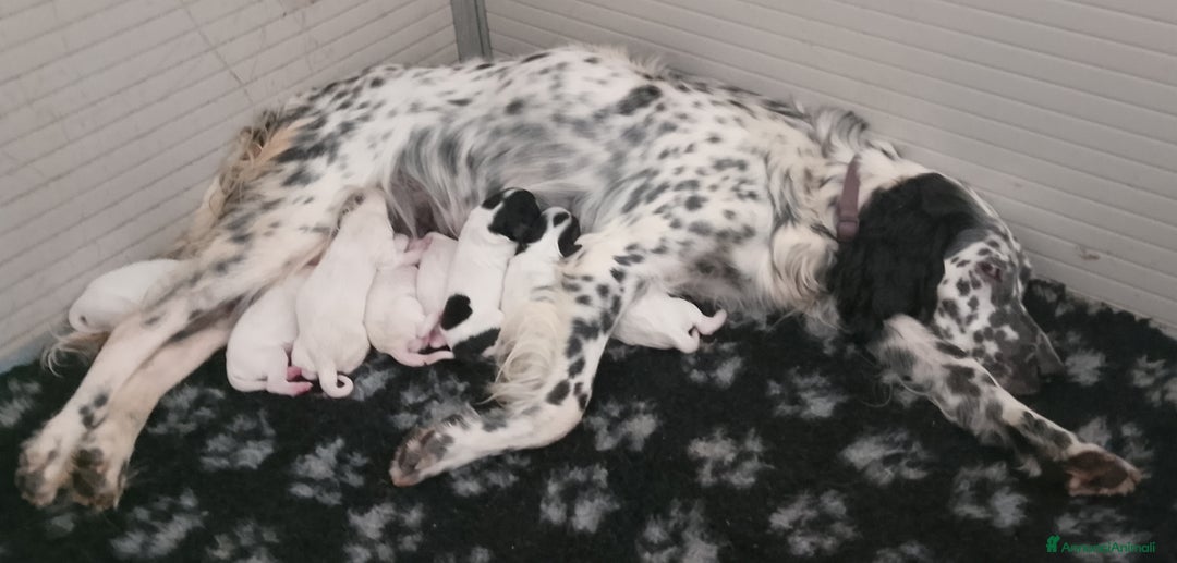 Setter Inglese cani in vendita: cuccioli in vendita - Immagine 5