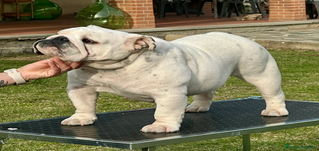 Immagine della galleria {{count}}