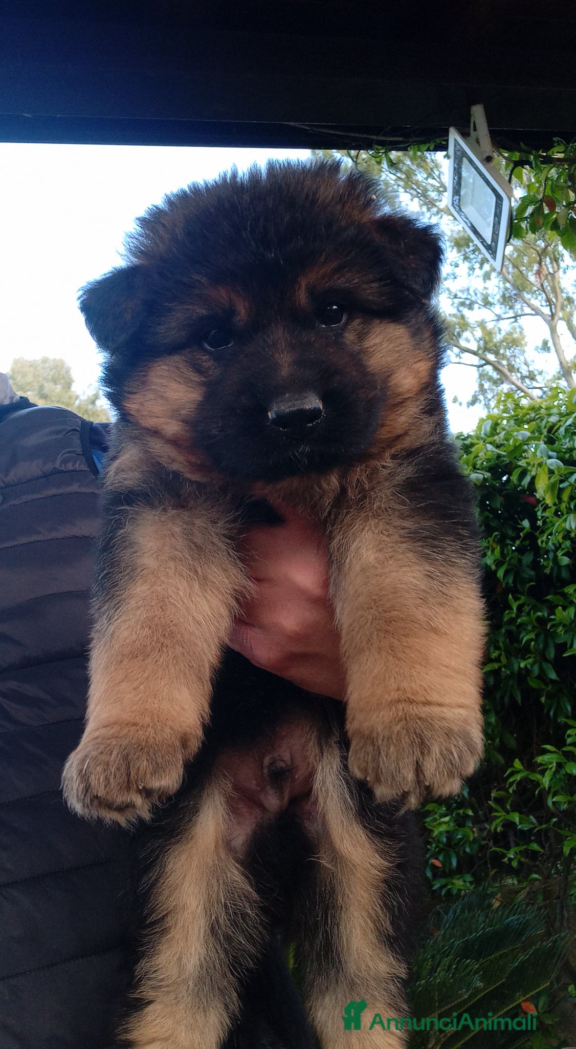 Pastore Tedesco cani Splendidi cuccioli di pastore tedesco  - Annuncio 1