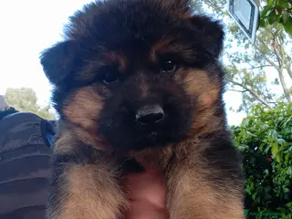 Pastore Tedesco cani Splendidi cuccioli di pastore tedesco - Annuncio 1