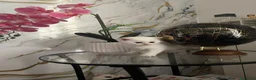 British gatti in vendita: BRITISH SHORTHAIR  - Annuncio 3