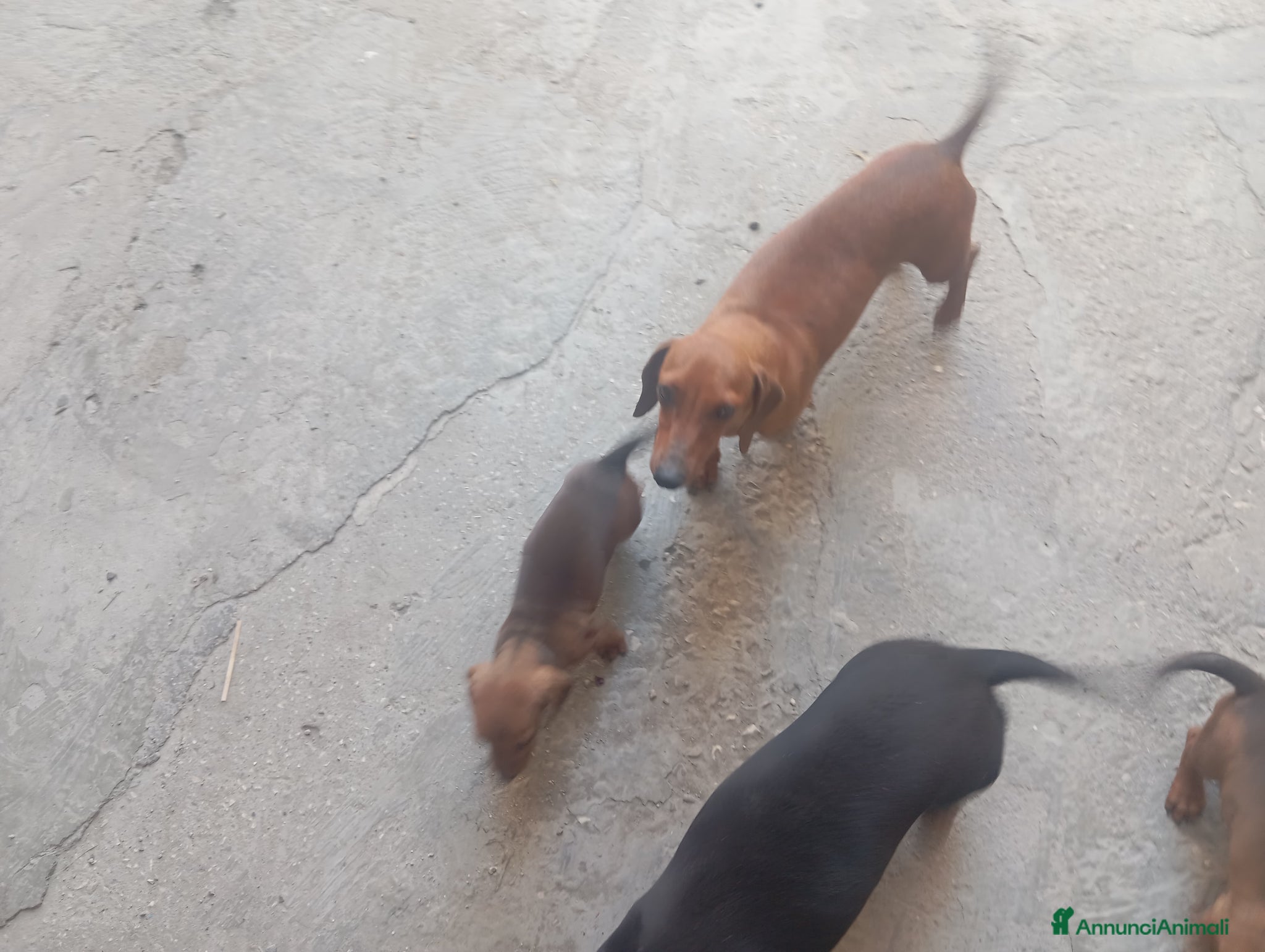 Bassotto cani in vendita: Cuccioli di bassotto - Annuncio 5
