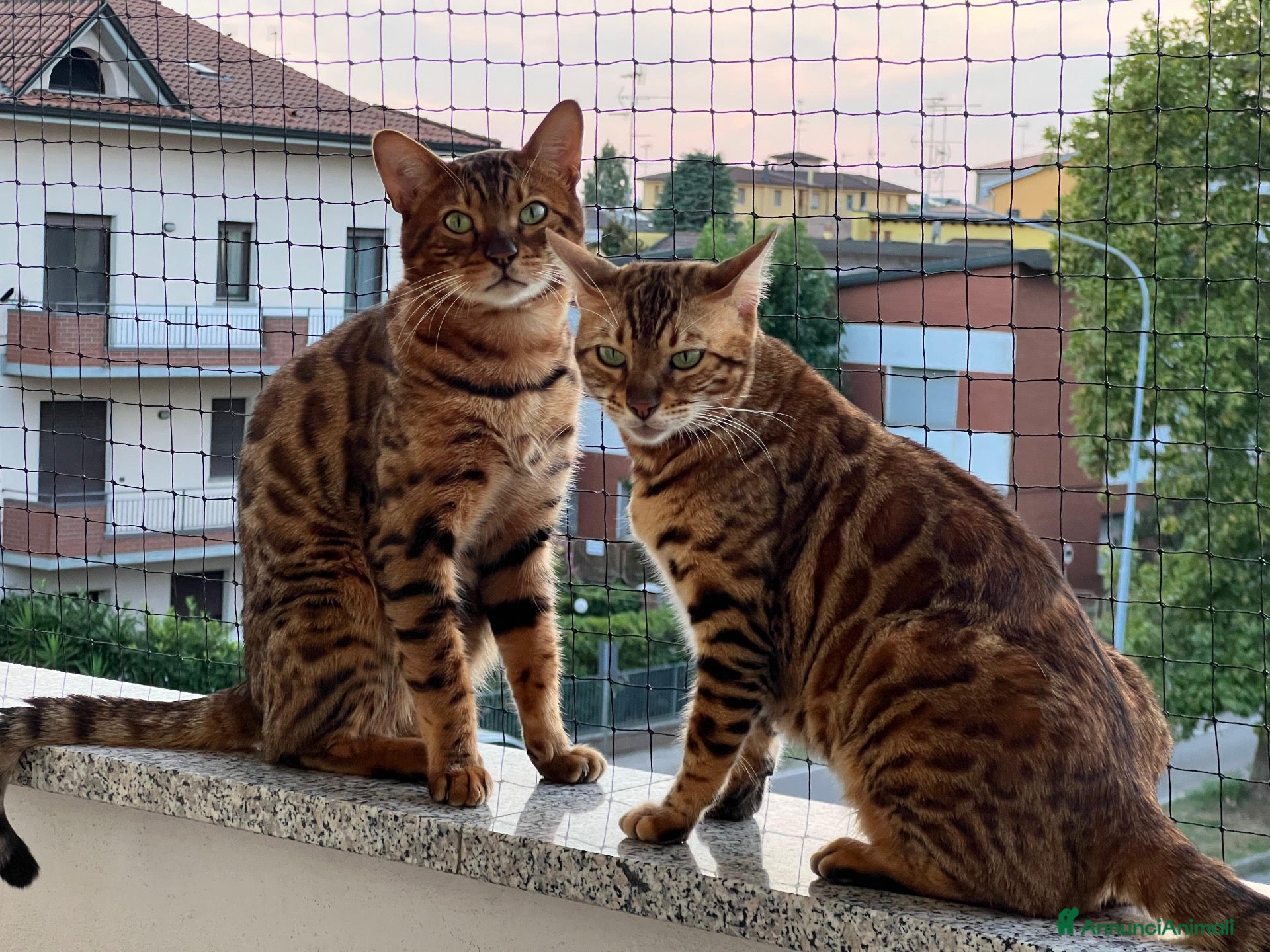 Bengala gatti Coppia Bengala Con pedigree  - Annuncio 2